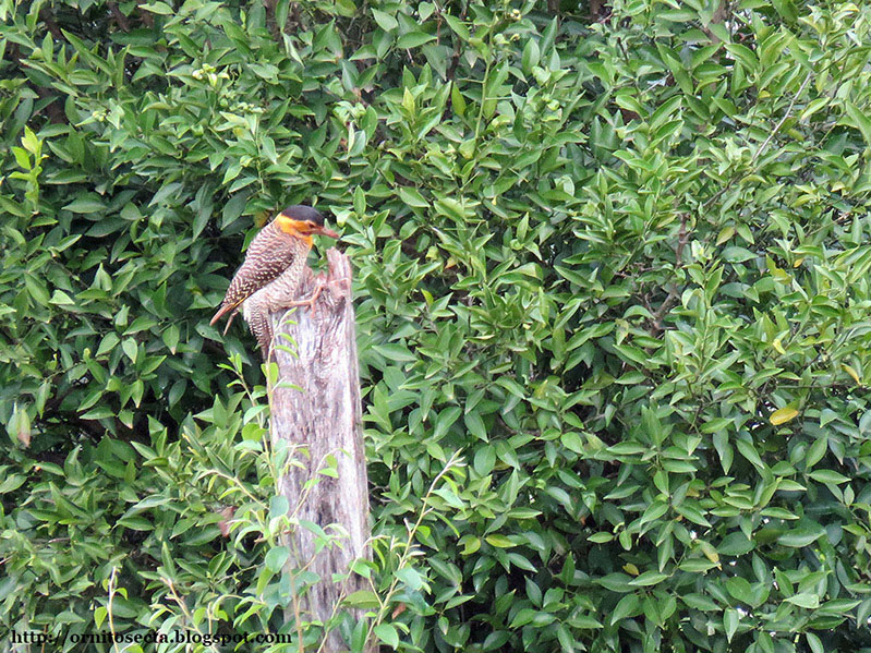Colaptes campestroides - pica pau do campo - IMG_0339.jpg