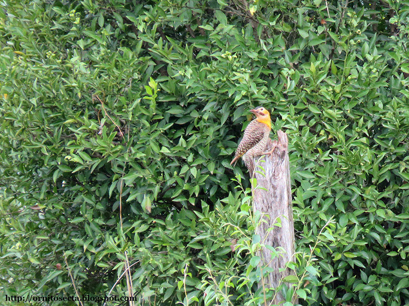 Colaptes campestroides IMG_0340.jpg