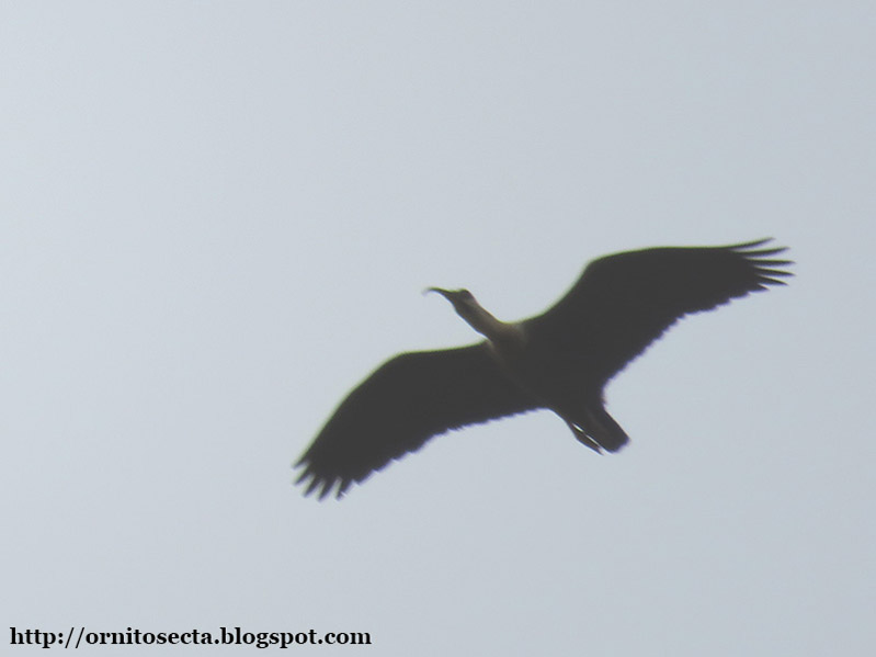 Theristicus caudatus - curicaca - IMG_0334.jpg