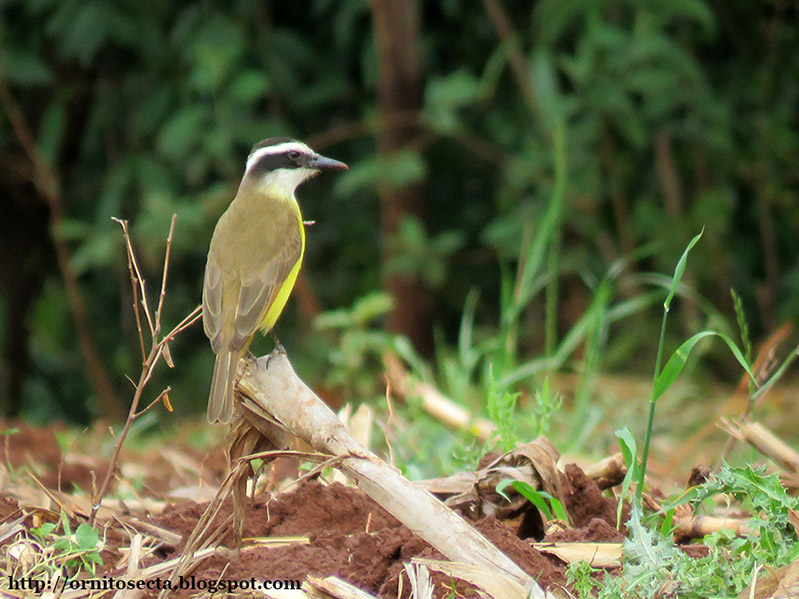 Pitangus sulphuratus - Bem te vi - IMG_0330.jpg