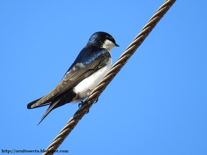 Pygochelidon cyanoleuca - andorinha pequena de casa - IMG_0320.jpg