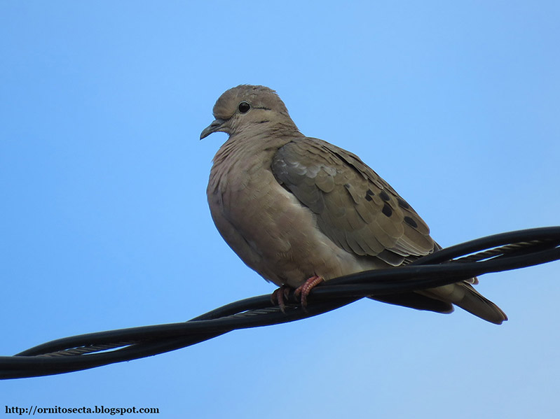 Zenaida auriculata - pomba de bando - IMG_0324-2.jpg
