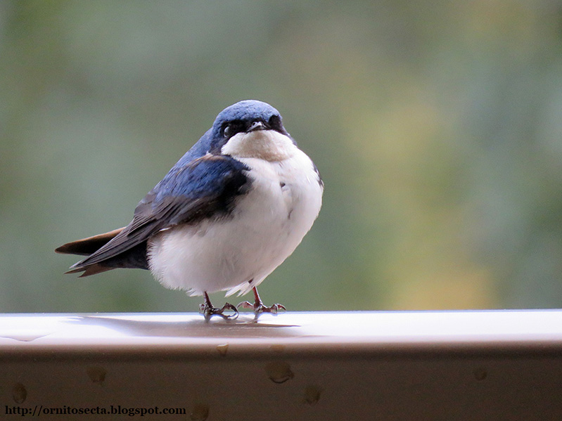 Pygochelidon cyanoleuca IMG_0365.JPG