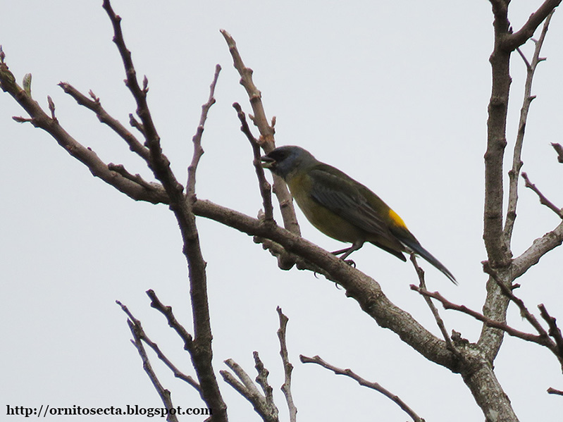Thraupis bonariensis IMG_0368.JPG