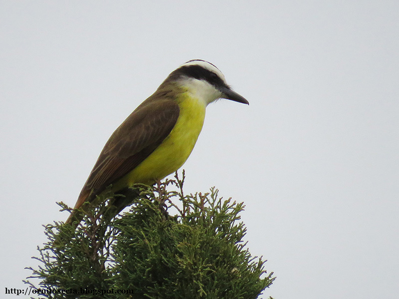 Pitangus sulphuratus - Bem te vi - IMG_0371.JPG