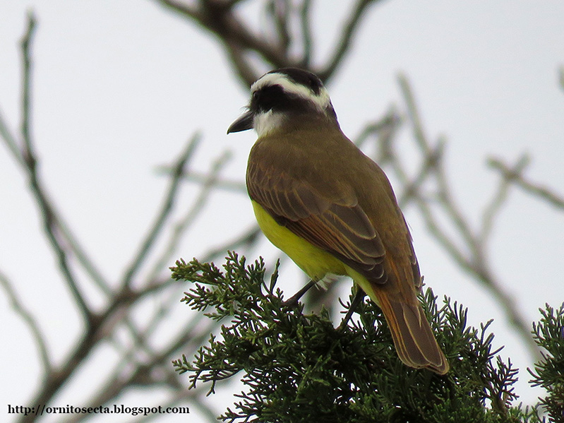 Pitangus sulphuratus - Bem te vi - IMG_0373.JPG