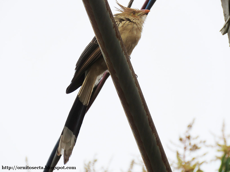 Guira guira IMG_0374.JPG