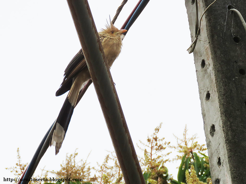 Guira guira IMG_0376.JPG