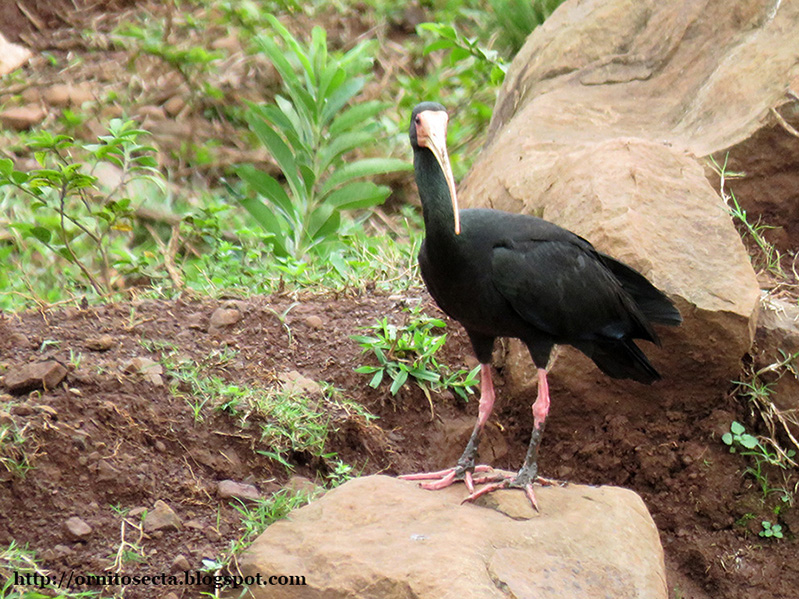 Phimosus infuscatus IMG_0379.JPG
