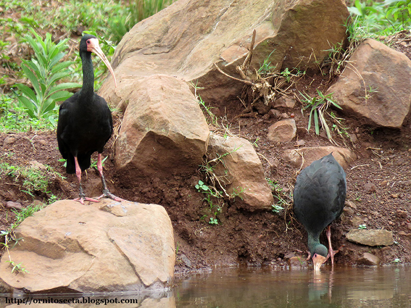 Phimosus infuscatus IMG_0384.JPG