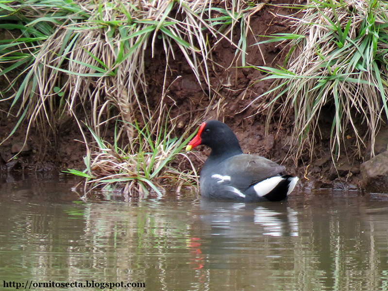 Gallinula galeata IMG_0386.JPG