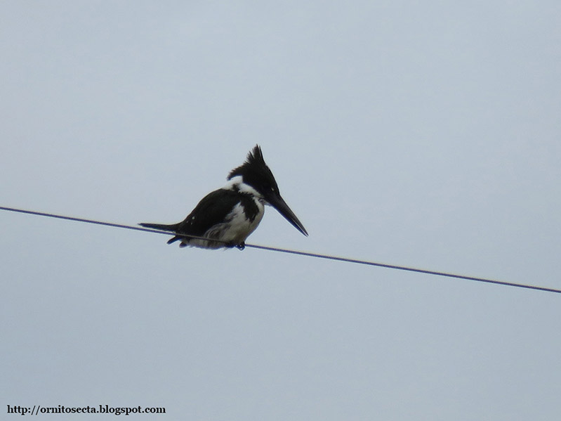 Chloroceryle amazona IMG_0387-2.JPG