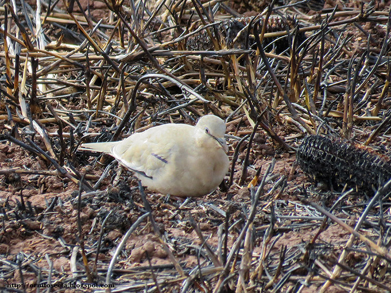 Columbina picui IMG_0413.JPG