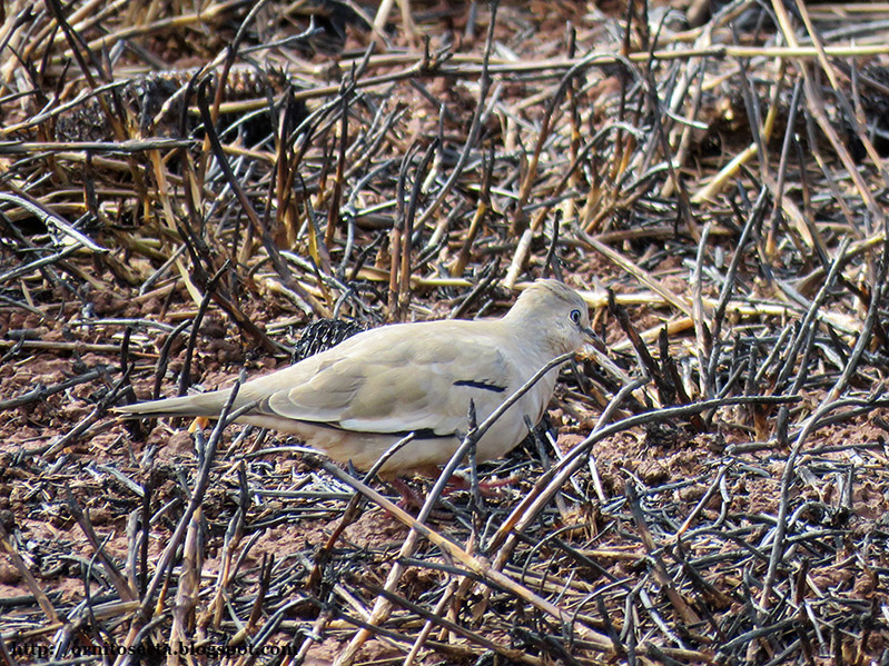 Columbina picui IMG_0414.JPG