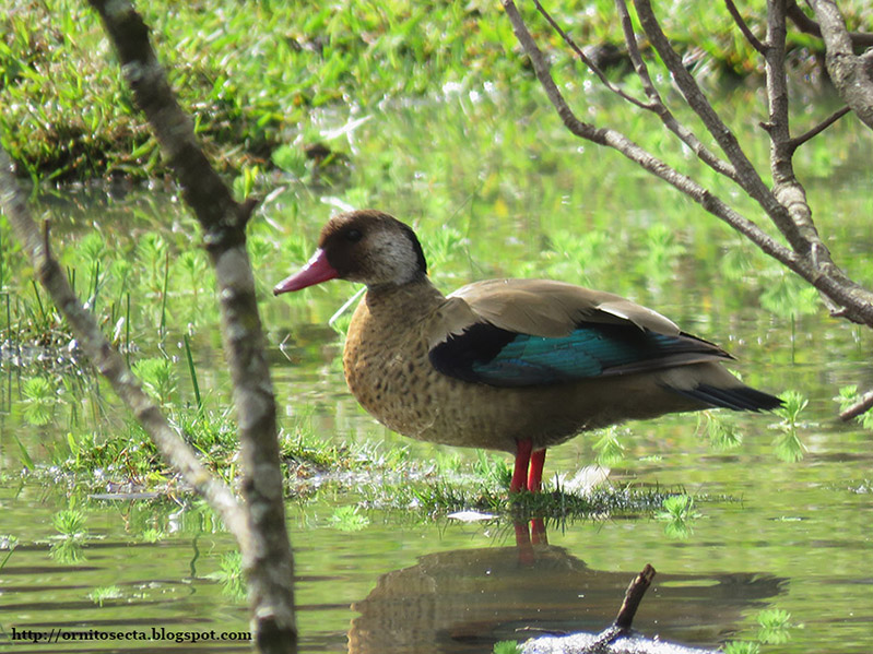 Amazonetta brasiliensis IMG_0417.JPG