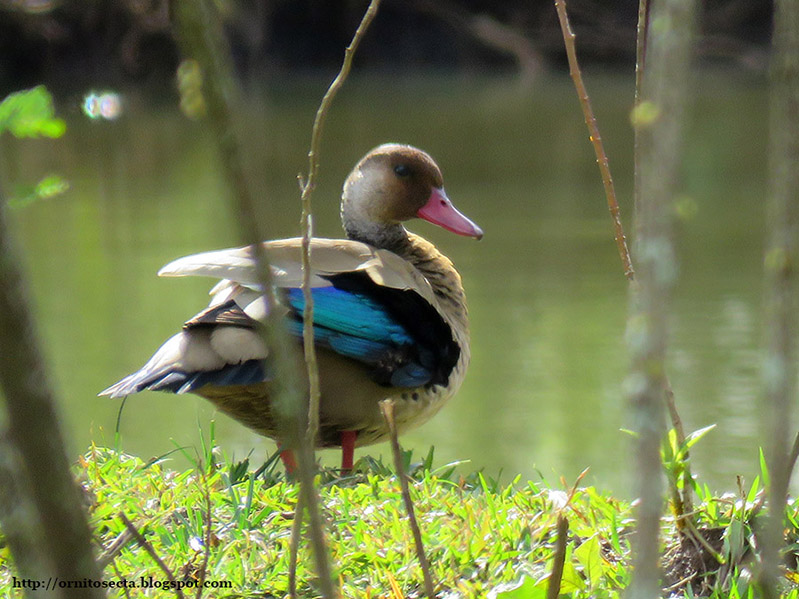 Amazonetta brasiliensis IMG_0427.JPG