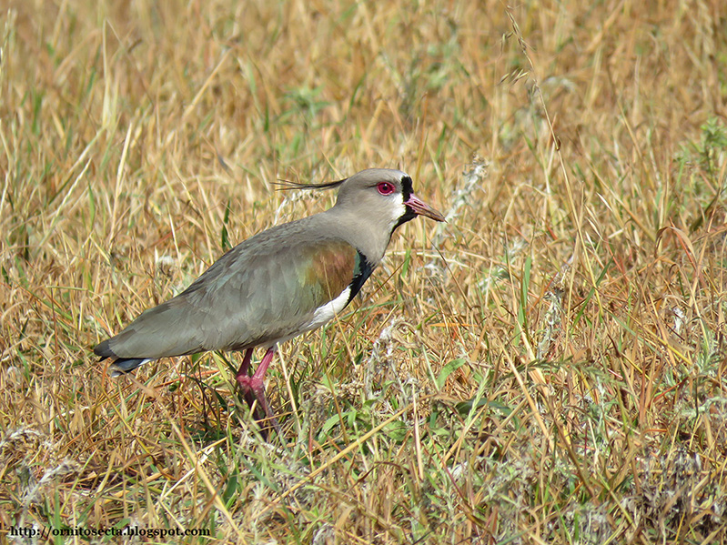 Vanellus chilensis - Quero quero IMG_0439.JPG