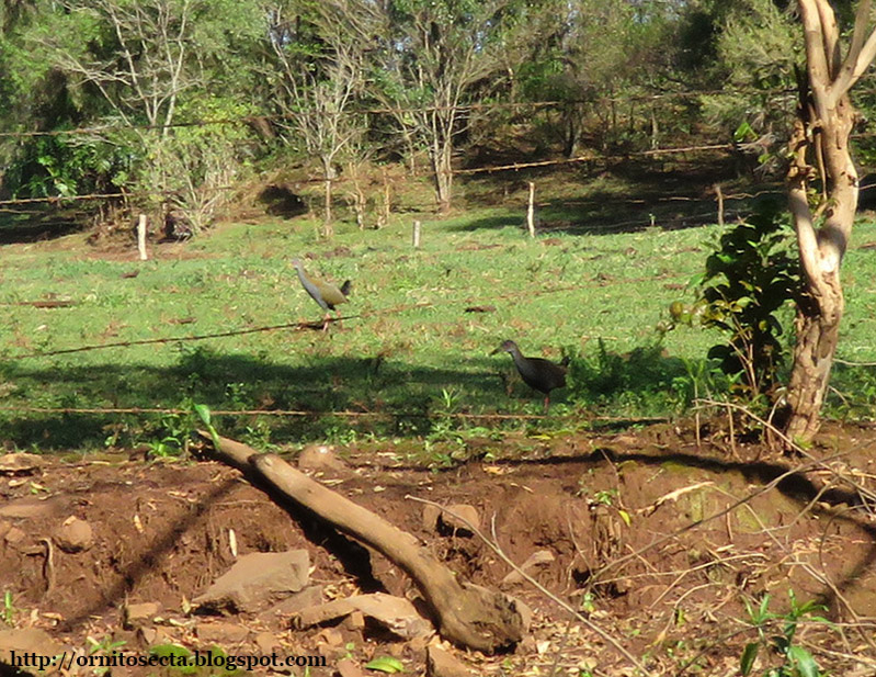 Pardirallus nigricans - IMG_0448.JPG