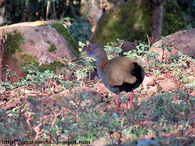 Pardirallus nigricans - IMG_0453.JPG