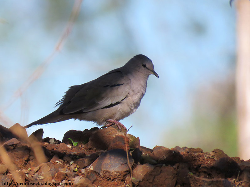 Columbina picui IMG_0454-2.JPG