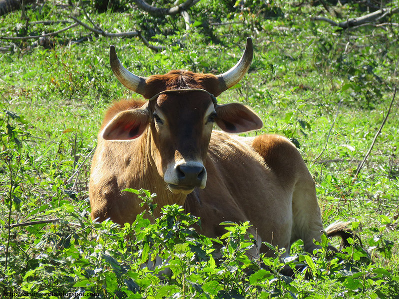 Crissiumal IMG_0456.jpg