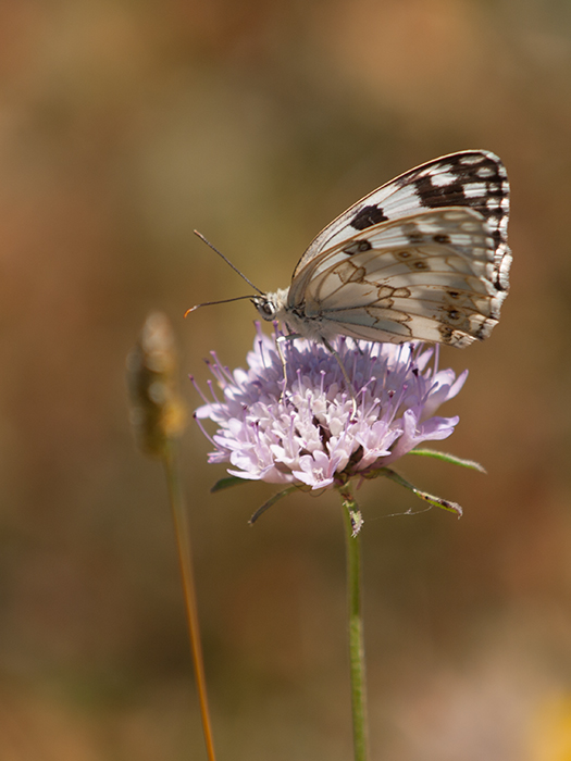 Medioluto ibérica.jpg