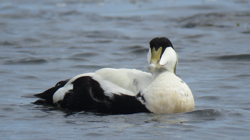BR1. Common Eider (1).JPG