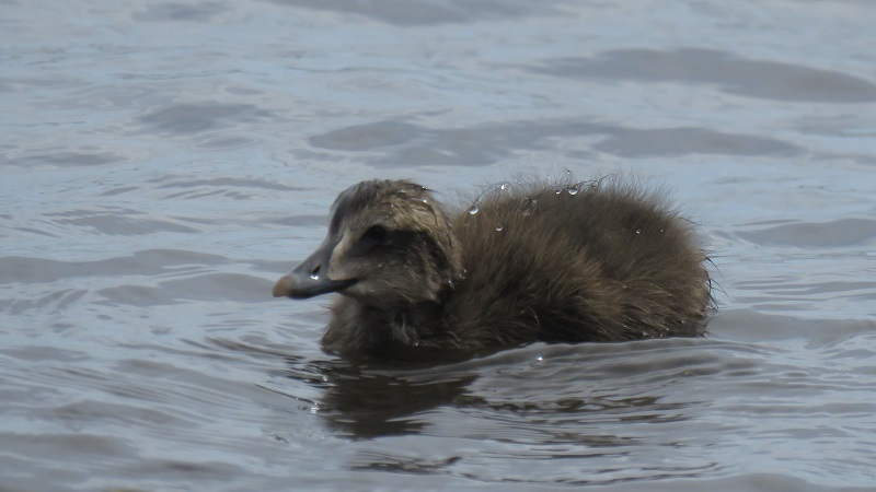 BR1. Common Eider (3).JPG