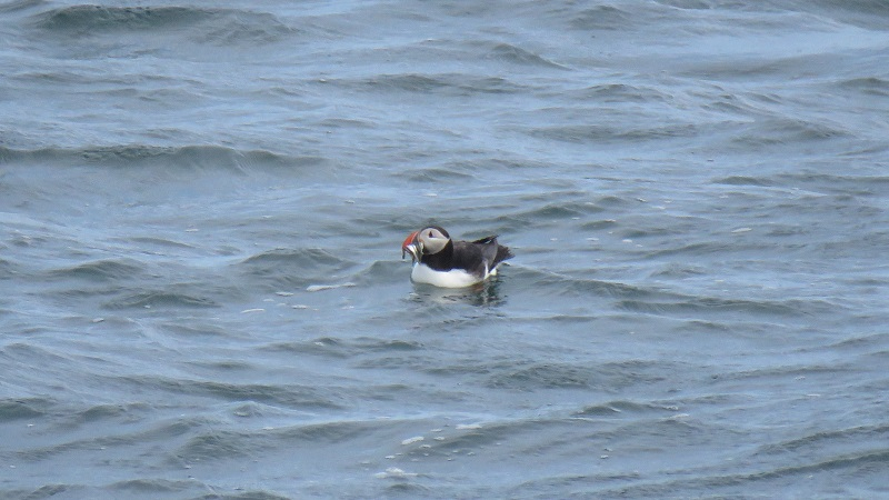 BR2. Atlantic Puffin.JPG