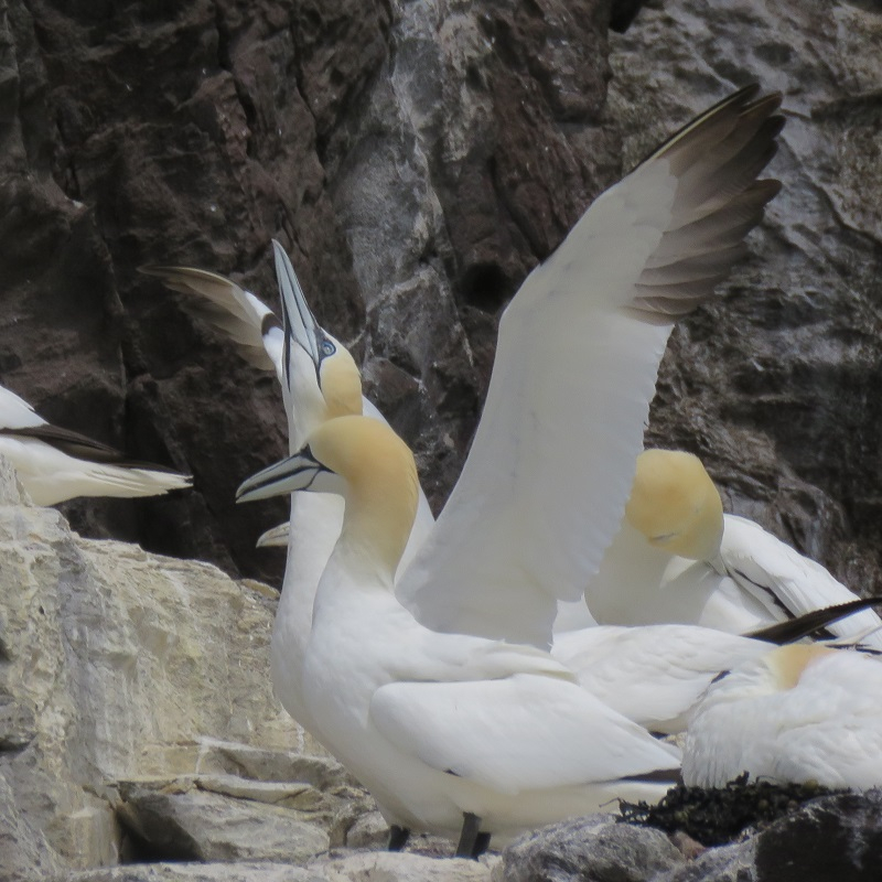 BR3. Northern Gannet (2).JPG