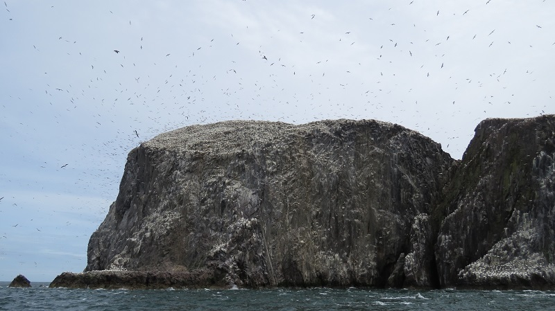 BR3. Northern Gannet (4).JPG