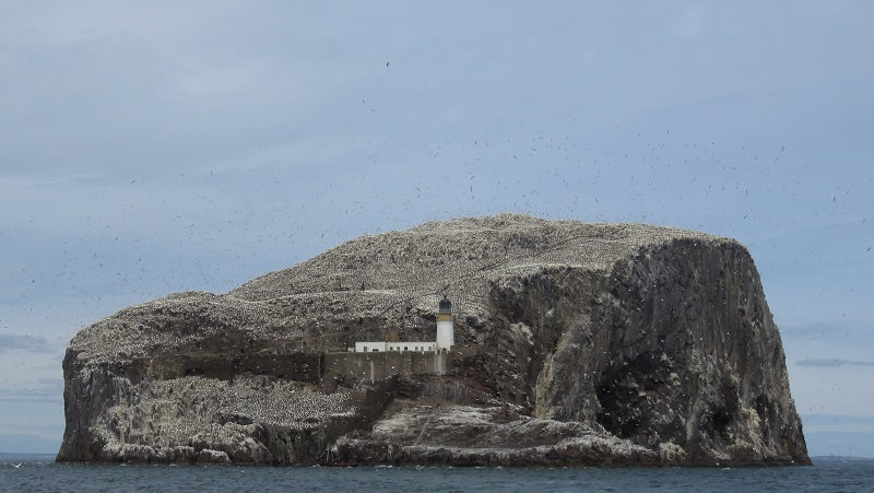 BR3. Northern Gannet (5).JPG