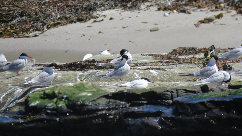 CQ2. Terns (2).JPG