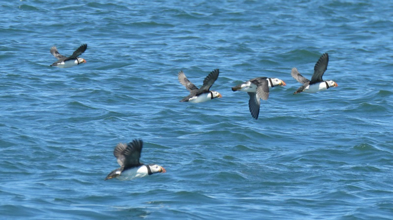 CQ2. Atlantic Puffin (3).JPG