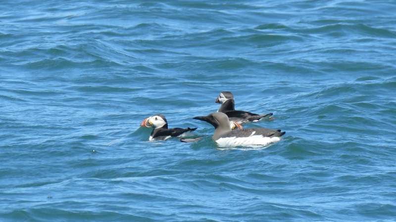 CQ2. Atlantic Puffin (2).JPG