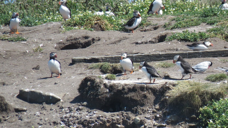 CQ2. Atlantic Puffin (1).JPG