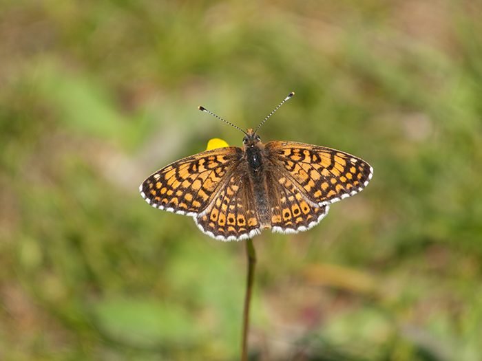 Doncella punteada.jpg