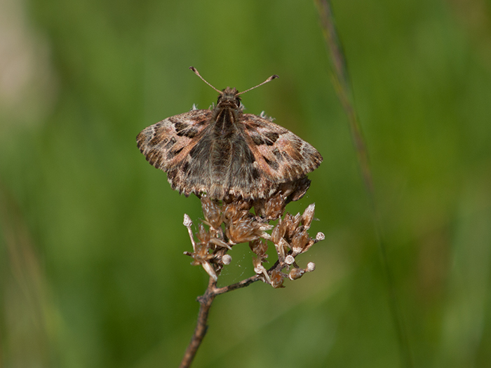 Piquitos castaña.jpg