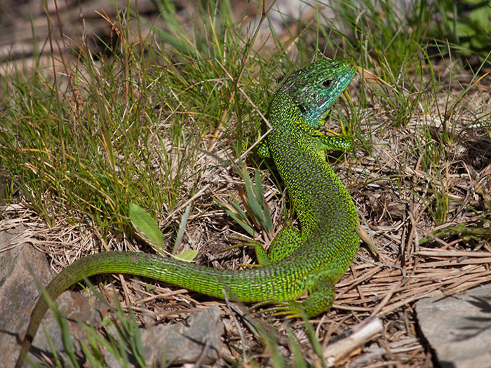 Lagarto verde occidental.jpg