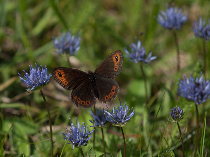 Montanesa vacilante.jpg