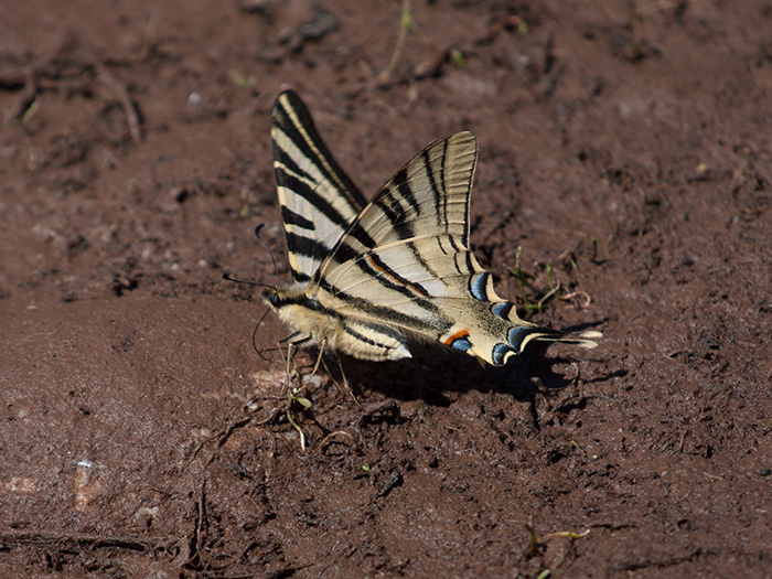 Chupaleches iberica.jpg