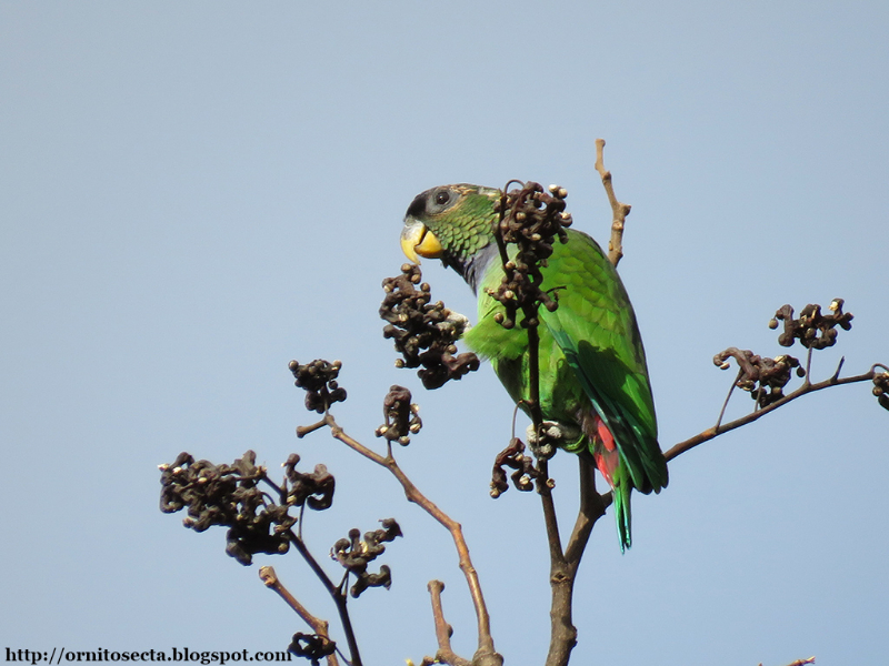 Pionus maximiliani IMG_0833.JPG