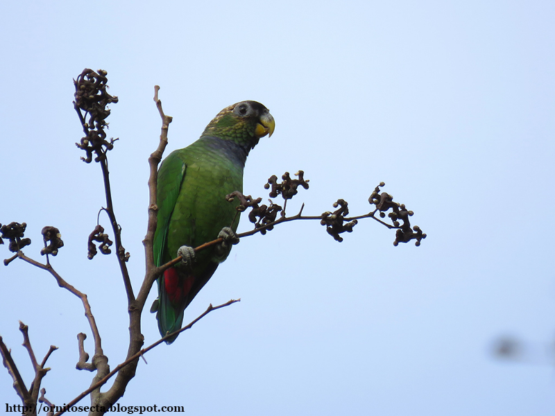 Pionus maximiliani IMG_0852.JPG