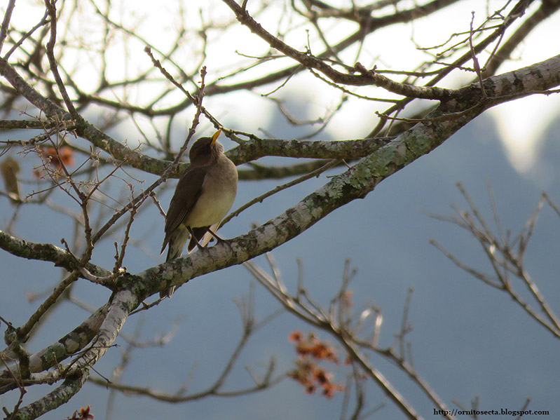 Turdus amaurochalinus IMG_0820-799.jpg