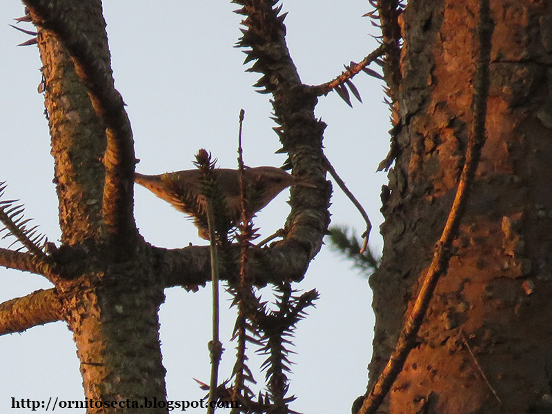 Champylorhynchus turdinus IMG_0903.JPG