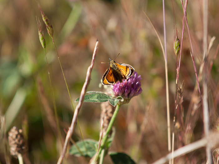 2017-06-17 Pea Amaya - Dorada lnea larga 3.jpg