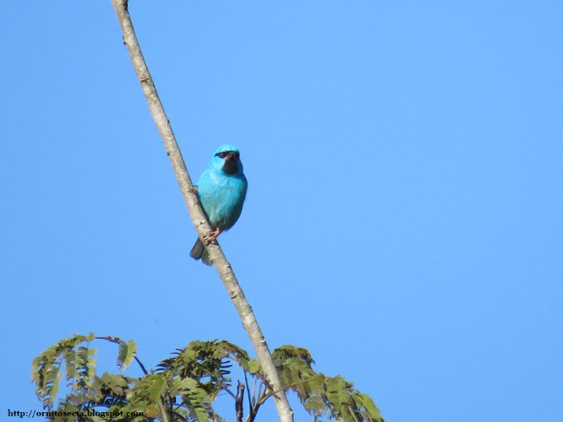 Dacnis cayana IMG_0982-2.JPG