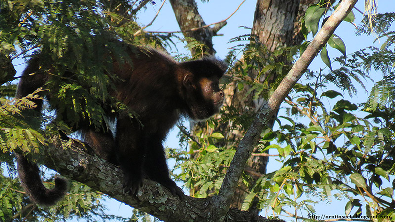 Sapajus nigritus IMG_0983.JPG