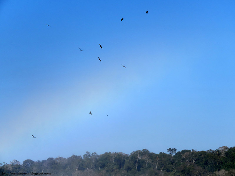 Coragyps atratus IMG_1033.jpg