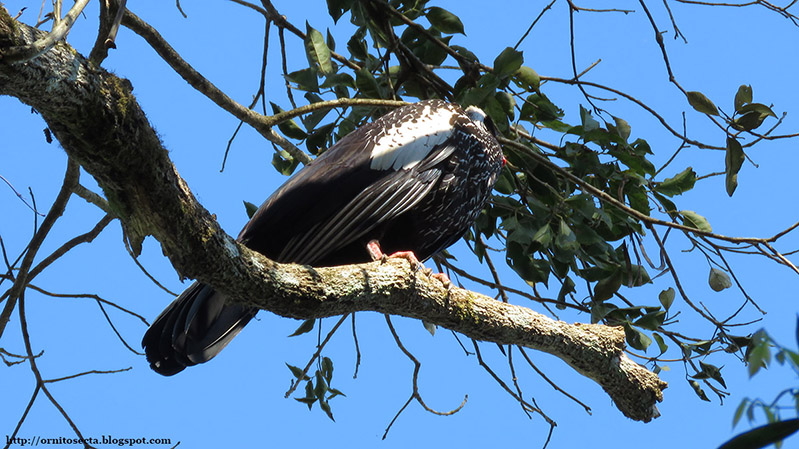 Pipile jacutinga IMG_1005.JPG